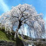 桜咲く飛騨路へ！南から北へ中央西線から高山本線沿いに。