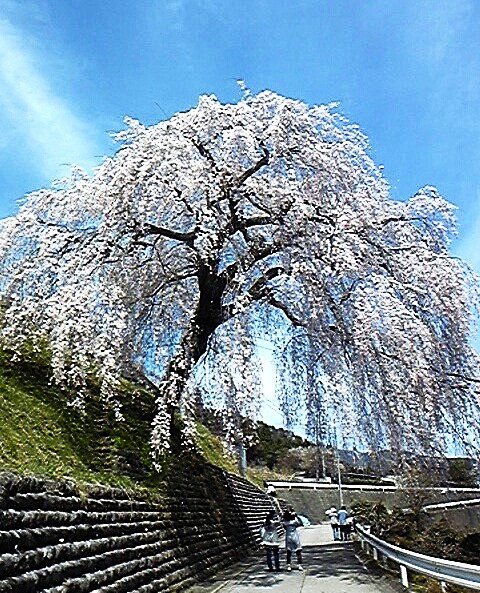 桜咲く飛騨路へ！南から北へ中央西線から高山本線沿いに。