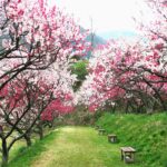 南信州阿智村・月川温泉郷「花桃の里」は日本一の桃源郷！