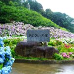 三ヶ根山スカイラインを走り、初夏の西三河でアジサイめぐり