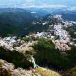 西行も秀吉も愛でた桜絵巻！“ひと目千本”の吉野の桜を歩く