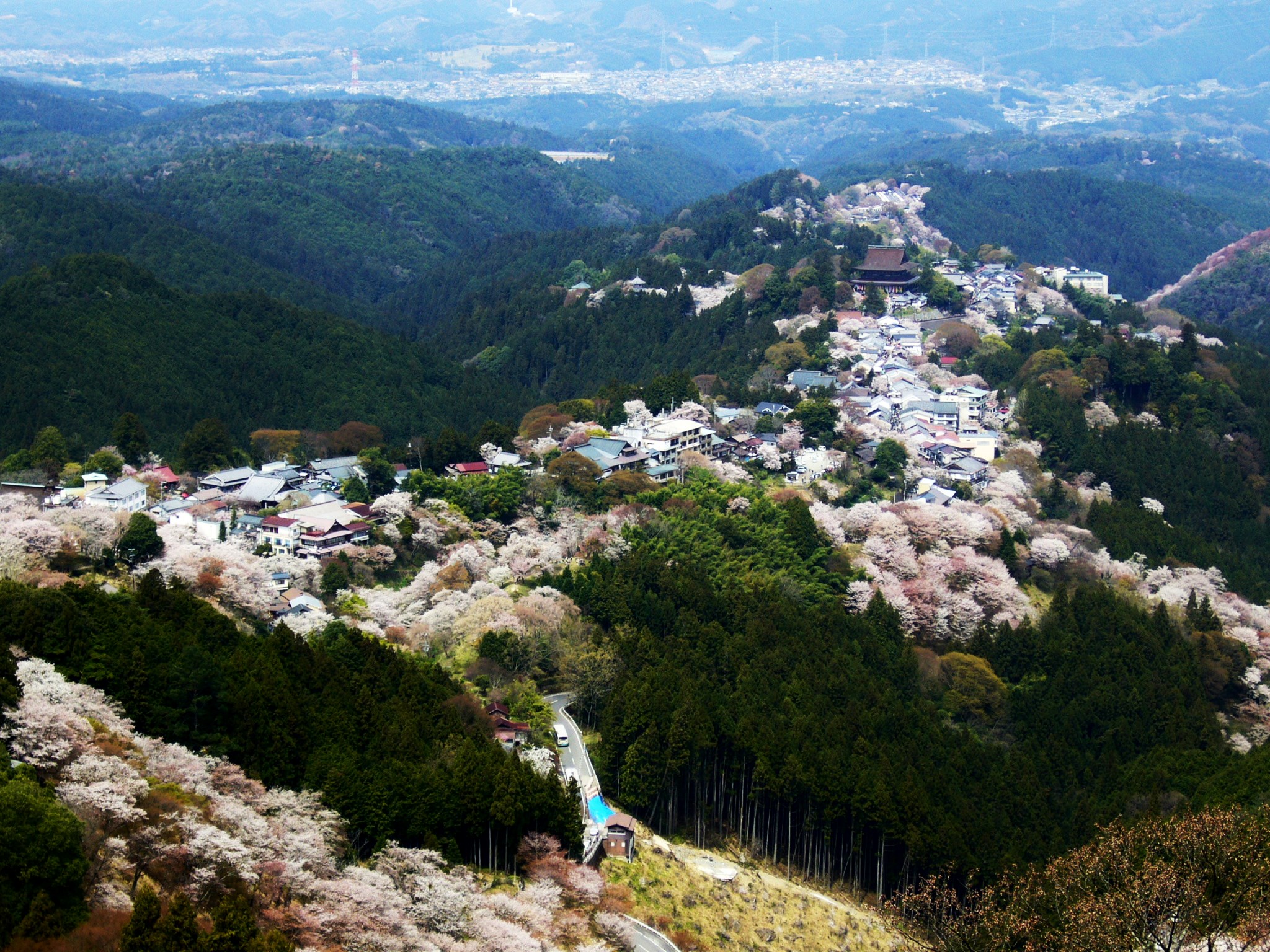 西行も秀吉も愛でた桜絵巻！“ひと目千本”の吉野の桜を歩く