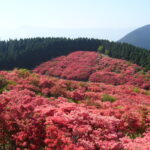 大和葛城で葛城山つつじトレッキングと『風の森』に乾杯