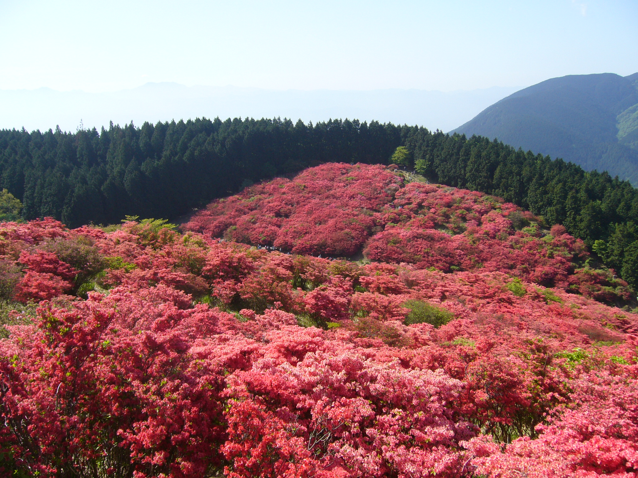 大和葛城で葛城山つつじトレッキングと『風の森』に乾杯