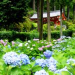 源氏物語・宇治十帖ゆかりの三室戸寺でハートのあじさい探し