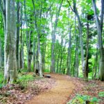 信州飯山なべくら高原｢母の森｣を五感で森林セラピーウオーク