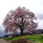 甚六桜必見！中央本線沿に桜の駅から桜の里まで巡る山梨桜回廊