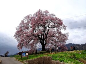 甚六桜必見！中央本線沿に桜の駅から桜の里まで巡る山梨桜回廊