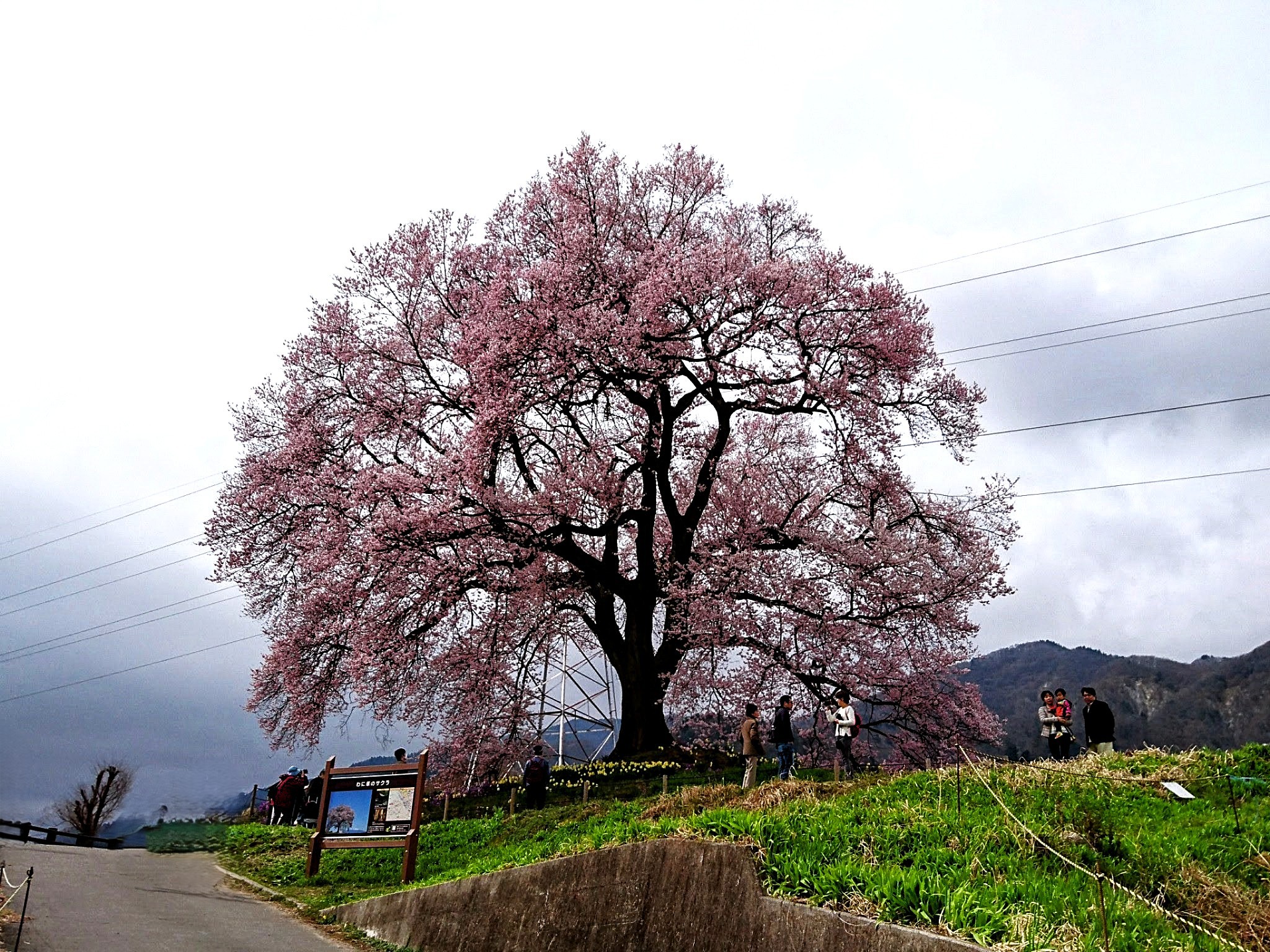 甚六桜必見！中央本線沿に桜の駅から桜の里まで巡る山梨桜回廊