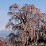 信州高山村はしだれ桜の里!その五大桜は里の美しき守り神!