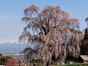 信州高山村はしだれ桜の里！その五大桜は里の美しき守り神！