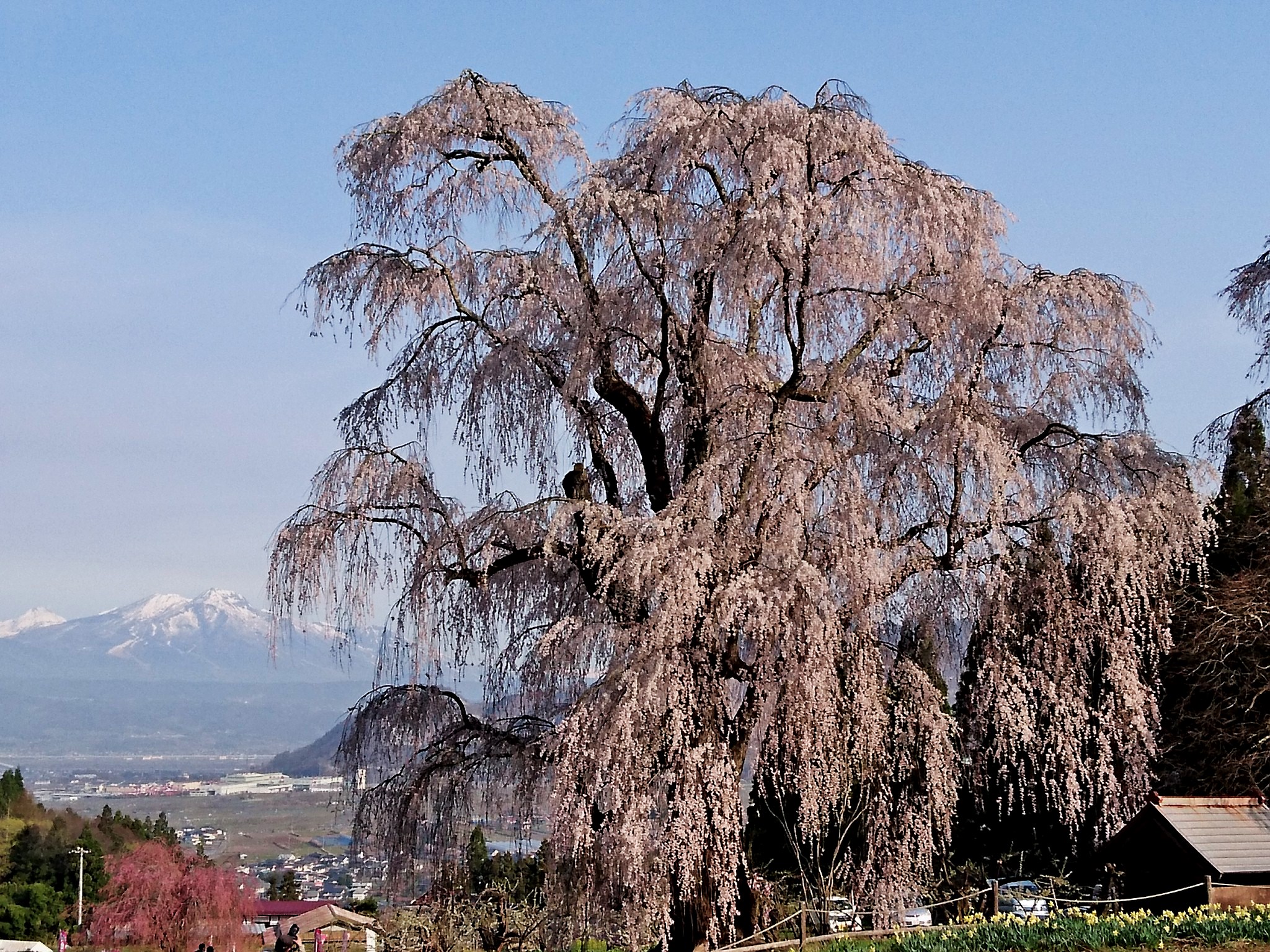 信州高山村はしだれ桜の里！その五大桜は里の美しき守り神！