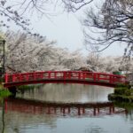 北信濃屈指の須坂の花見処・臥龍公園と里の一本桜にようこそ