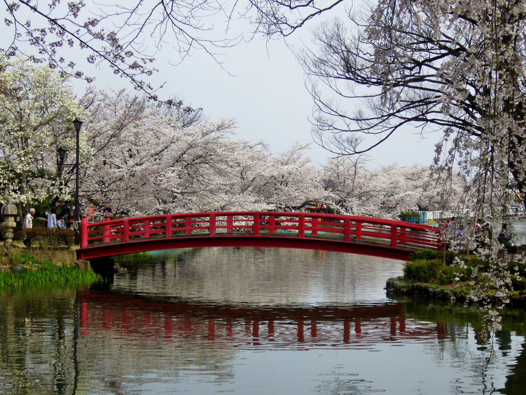 北信濃屈指の須坂の花見処・臥龍公園と里の一本桜にようこそ