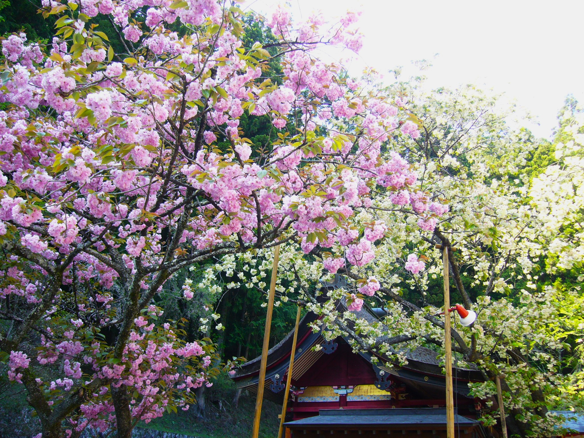 御嶽金櫻神社は金運パワスポ！桜の里に鎮座する金の成る木の金桜