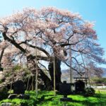 南信州・伊那谷を薄桃色に染めアルプスを彩る名桜をめぐる