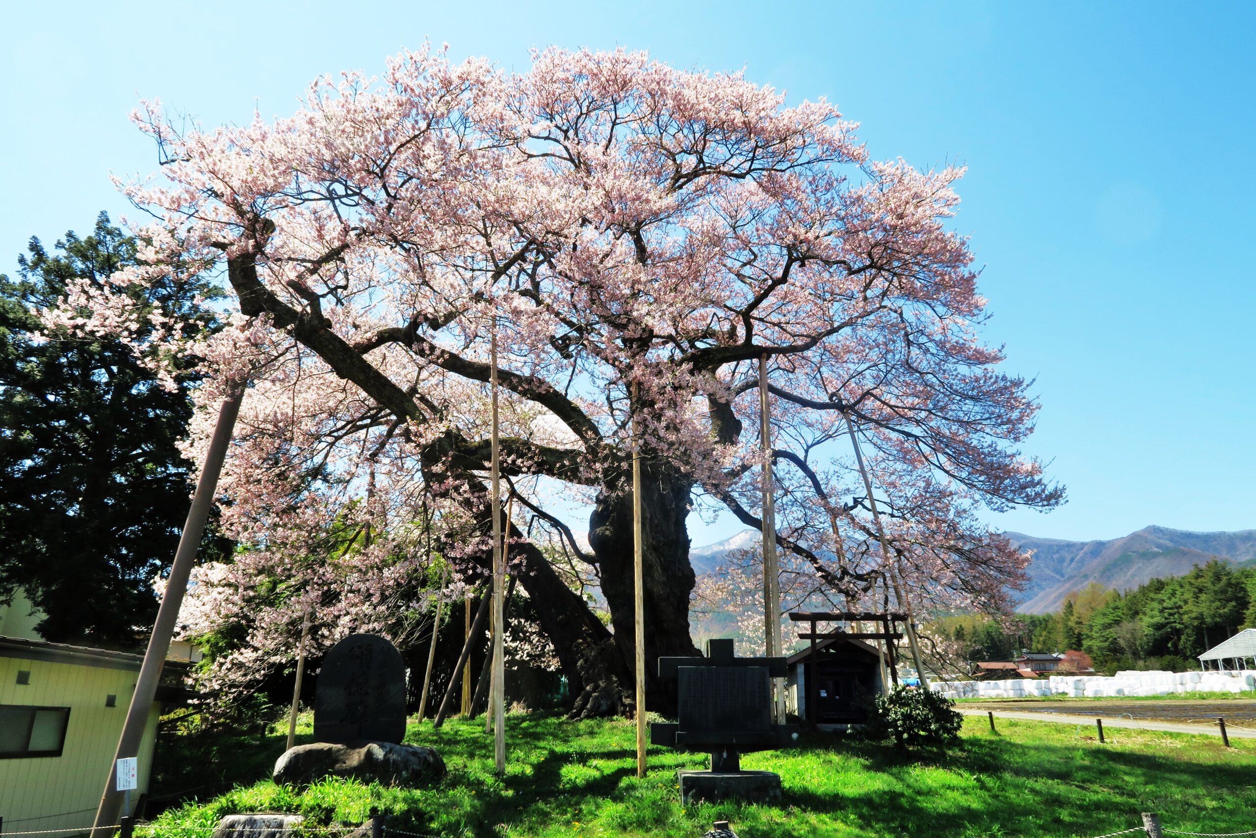 南信州・伊那谷を薄桃色に染めアルプスを彩る名桜をめぐる