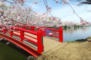 北信濃屈指の須坂の花見処・臥龍公園と里の一本桜にようこそ