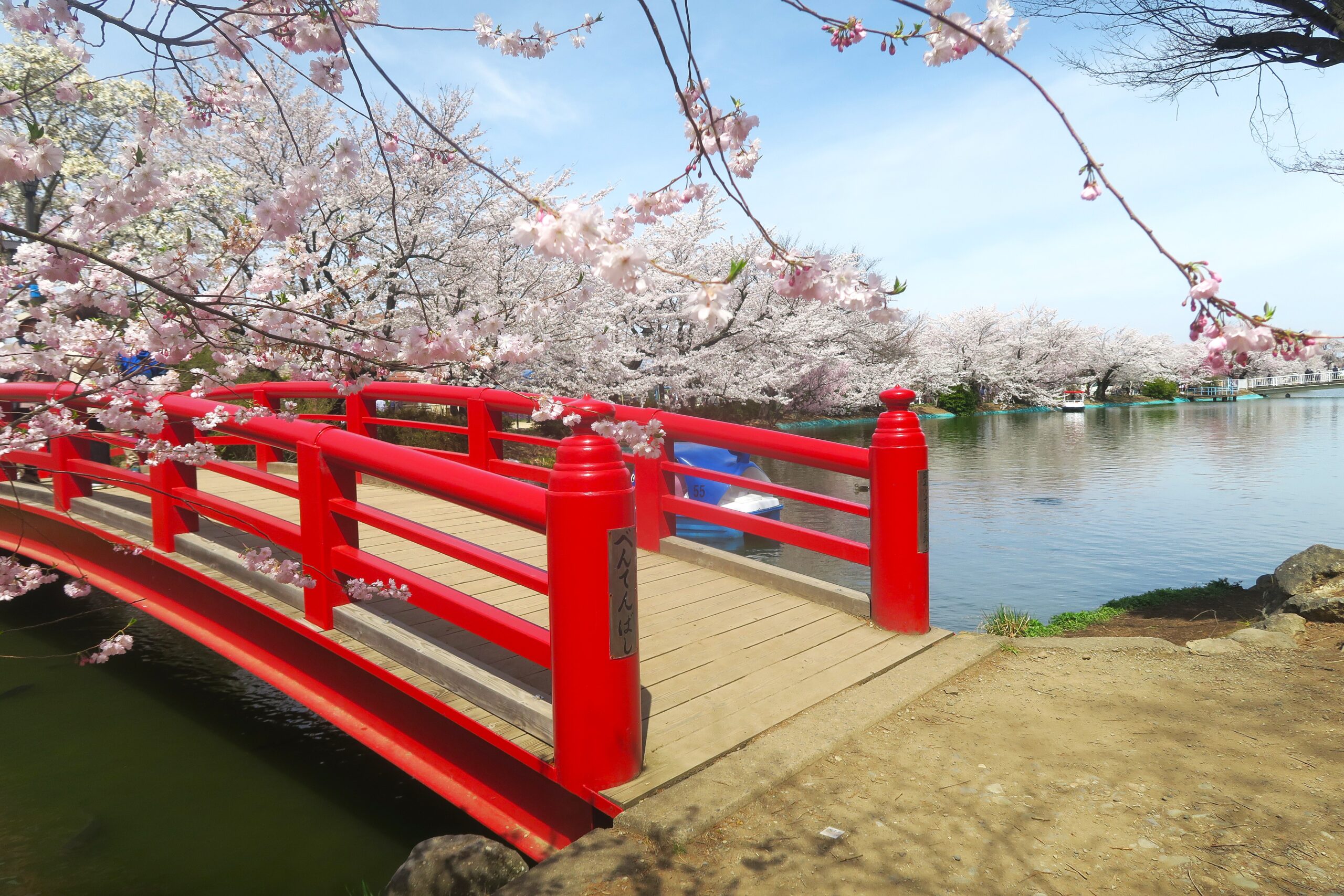 北信濃屈指の須坂の花見処・臥龍公園と里の一本桜にようこそ
