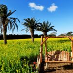 ひと足早い春の訪れを感じる！渥美半島菜の花浪漫街道ドライブ