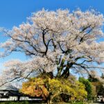 桜前線を追って南信州飯田市の一本桜をめぐる巡礼旅