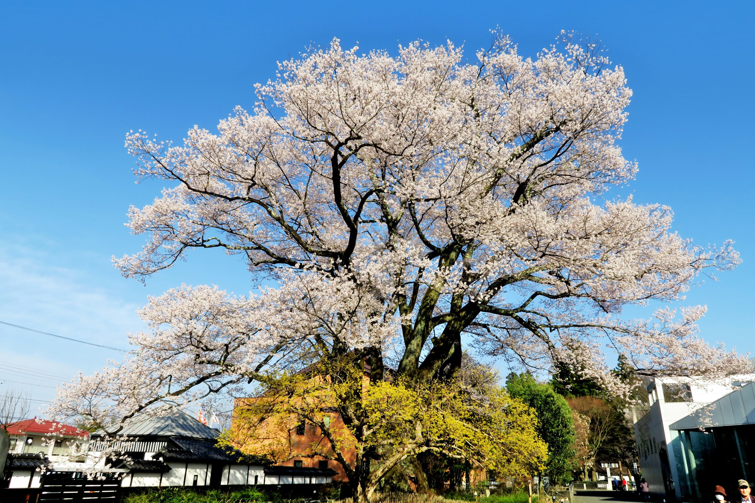 桜前線を追って南信州飯田市の一本桜をめぐる巡礼旅