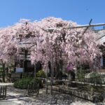 信州木曽路で朝日将軍・木曽 義仲ゆかりの古寺と桜を愛でる