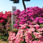 うどんも堪能!城主も見惚れた群馬・館林つつじが丘公園の花紀行