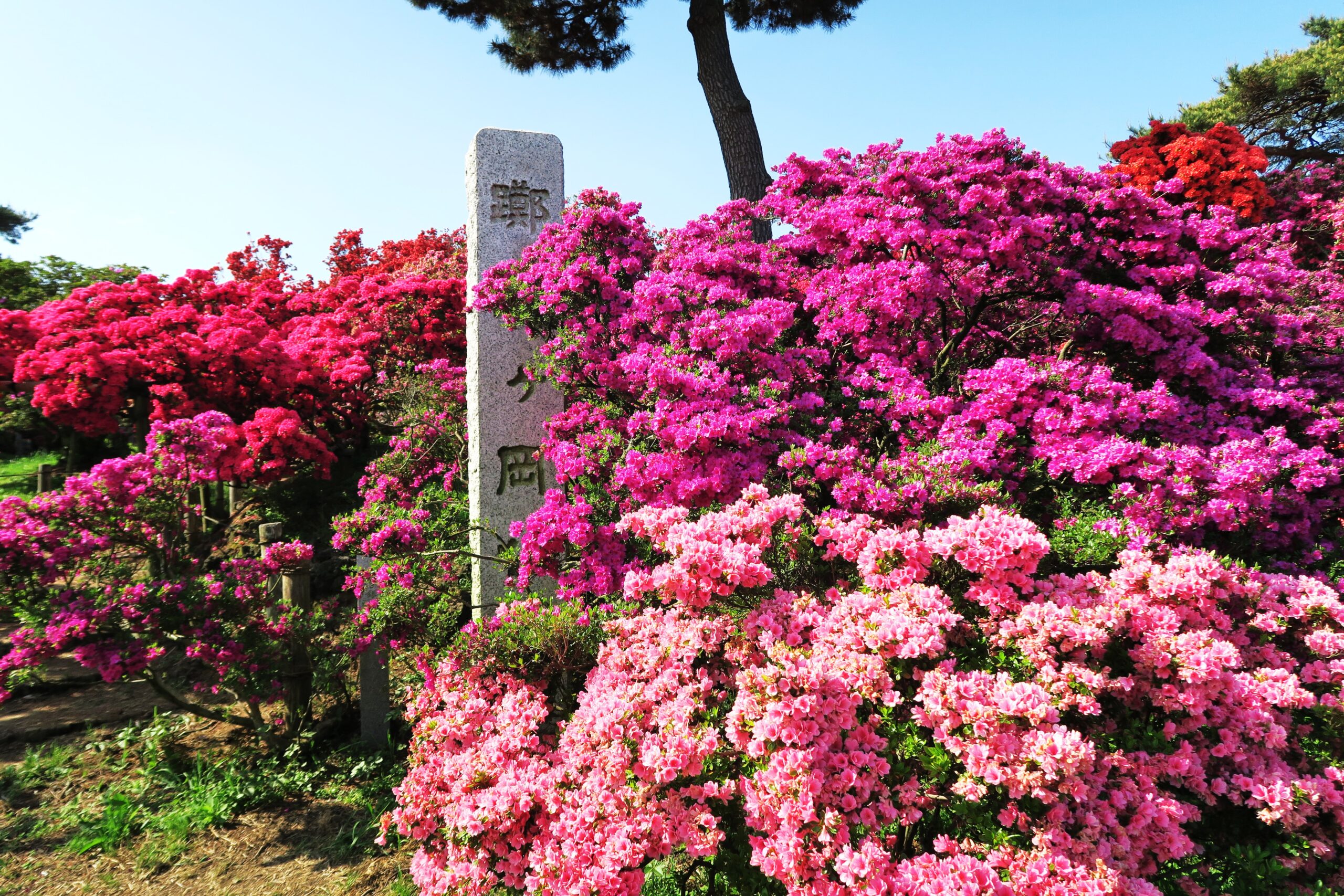 うどんも堪能！城主も見惚れた群馬・館林つつじが丘公園の花紀行