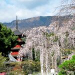 門前町に春の贈り物。久遠寺に神仏が枝を伝う聖地のしだれ桜
