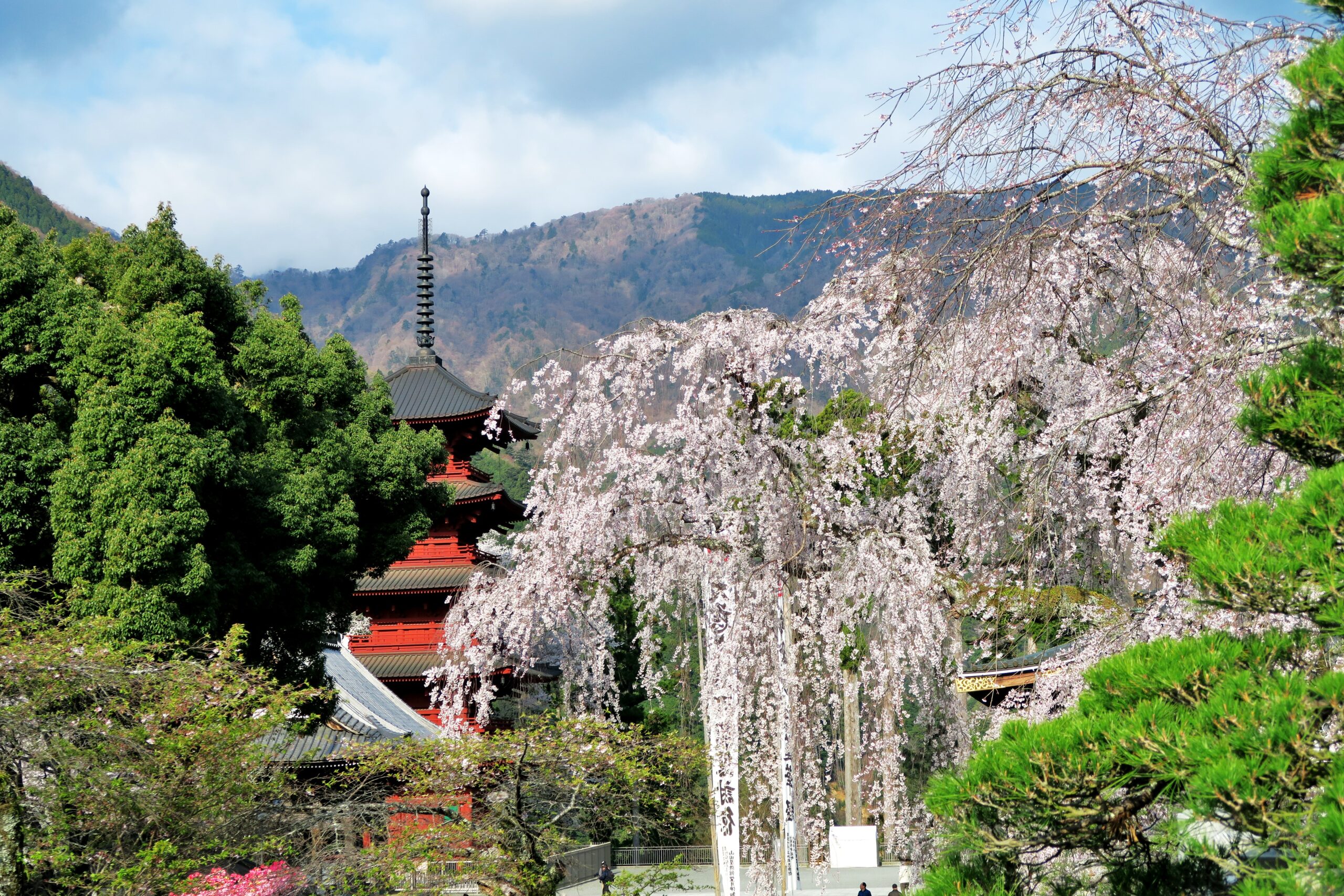 門前町に春の贈り物。久遠寺に神仏が枝を伝う聖地のしだれ桜