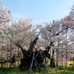 春の週末一足早く南アルプスとコラボする桜咲く山梨北杜市へ