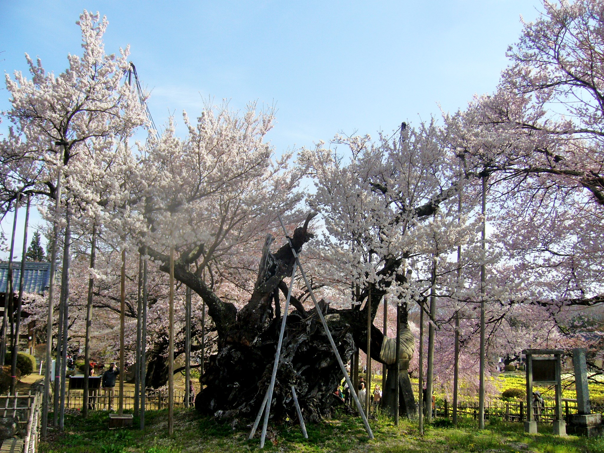 春の週末一足早く南アルプスとコラボする桜咲く山梨北杜市へ