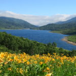 天空のトレッキング！ノゾリキスゲの向こうに野反湖を望む