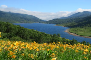 天空のトレッキング！ノゾリキスゲの向こうに野反湖を望む