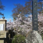 真田ゆかりの戦乱の舞台！信州上田城に咲き乱れる千本桜が見事