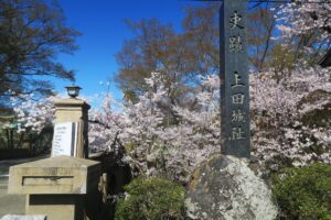 真田ゆかりの戦乱の舞台！信州上田城に咲き乱れる千本桜が見事