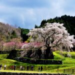 桜薫る大和の春！桜井・宇陀の物語のある古木・一本桜を巡る