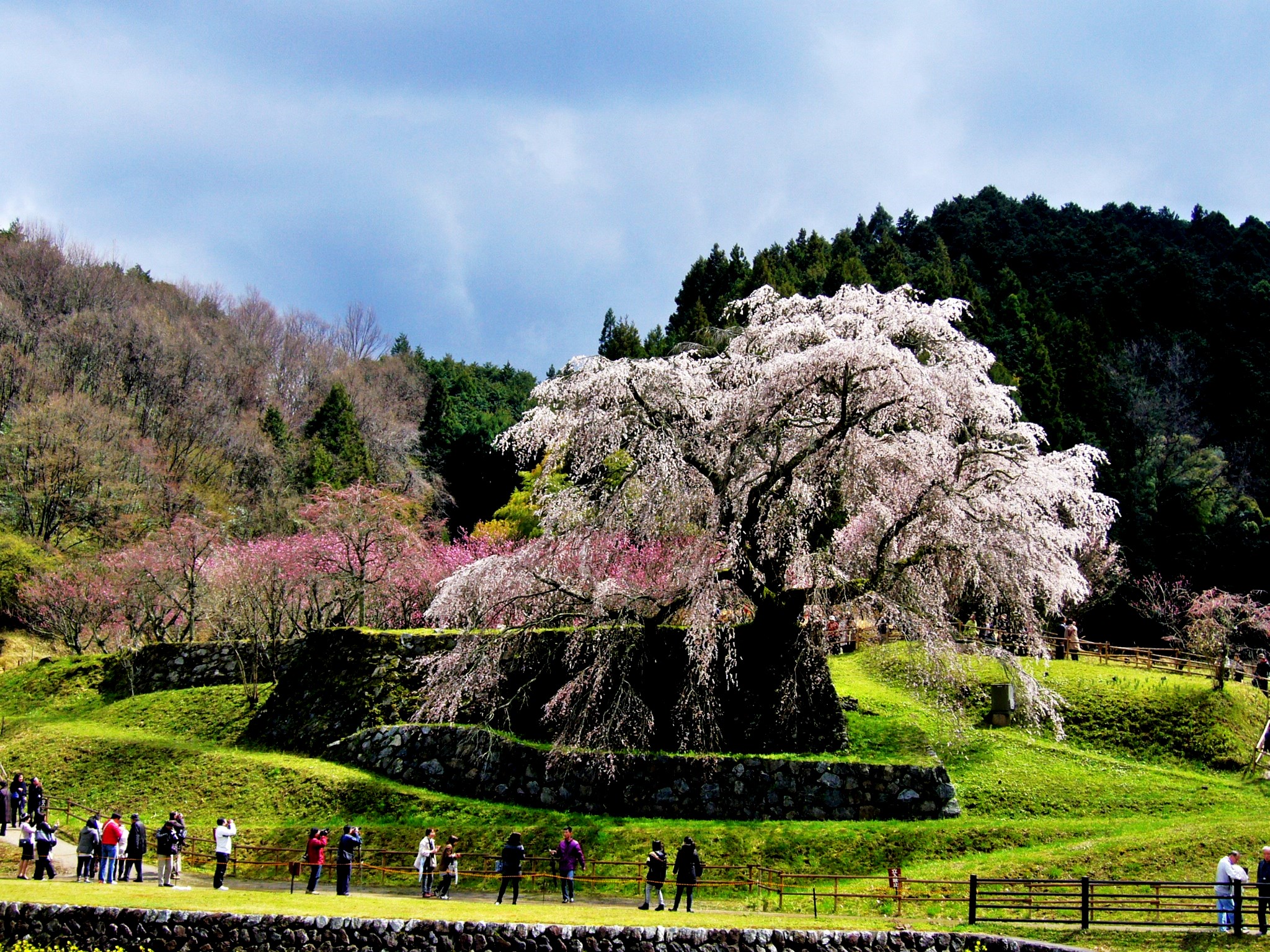 桜薫る大和の春！桜井・宇陀の物語のある古木・一本桜を巡る