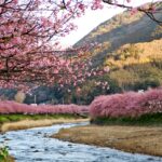 春薫る伊豆・河津町で陽光を浴びる早春の河津桜と舟戸の番屋