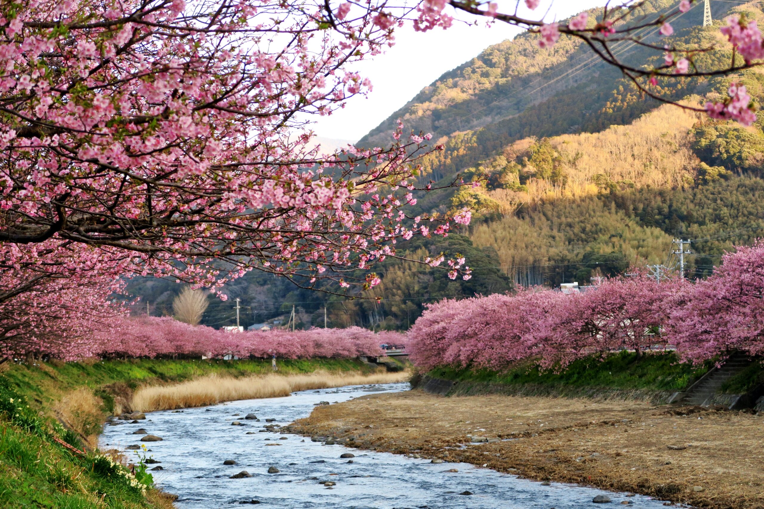 春薫る伊豆・河津町で陽光を浴びる早春の河津桜と舟戸の番屋