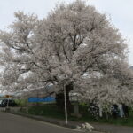北信州山ノ内町にも遅い春が来た!「宇木の古大桜」めぐり