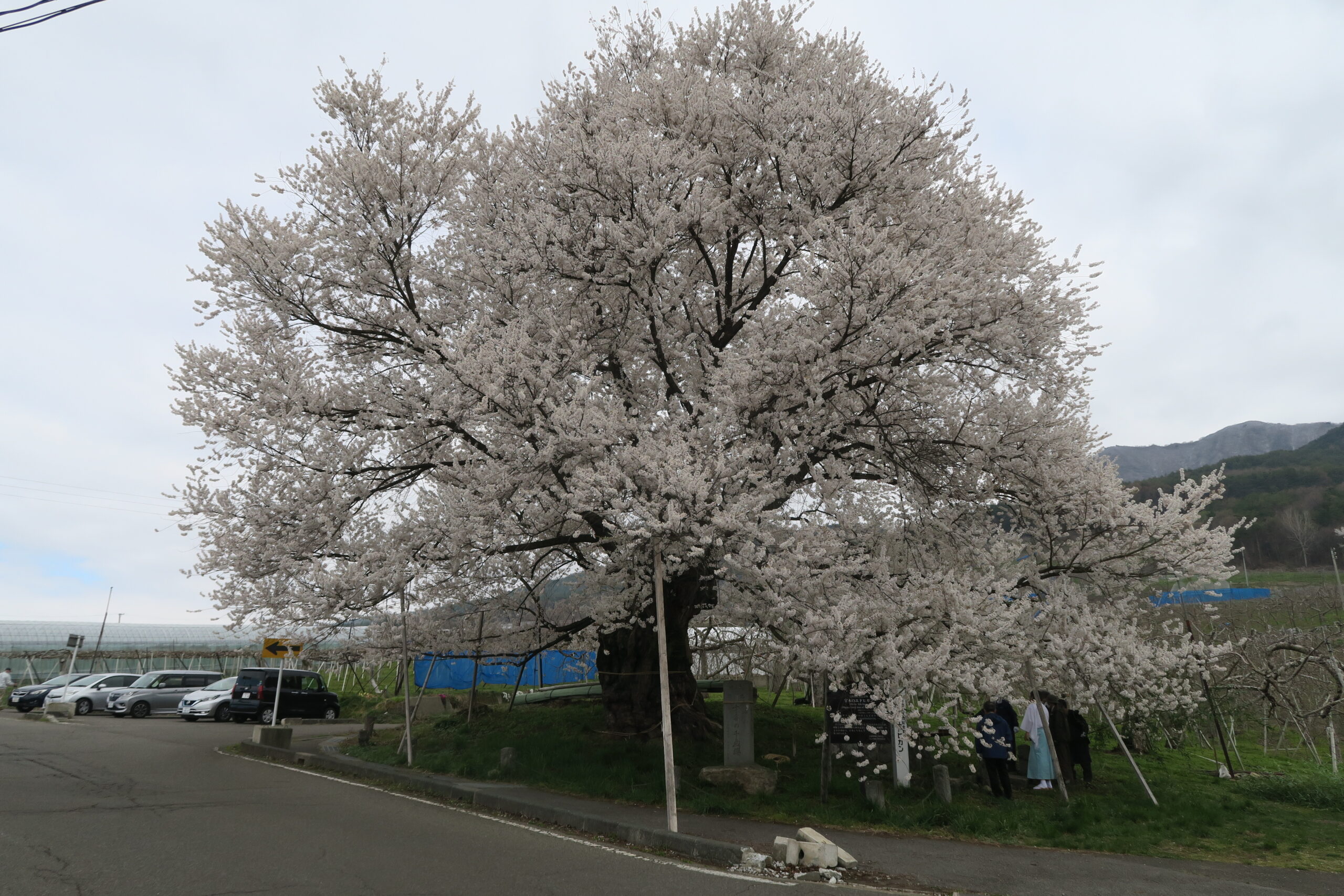 北信州山ノ内町にも遅い春が来た！「宇木の古大桜」めぐり