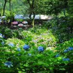 新潟・西山三山｢護摩堂山｣のあじさい園目指す低山ハイキング