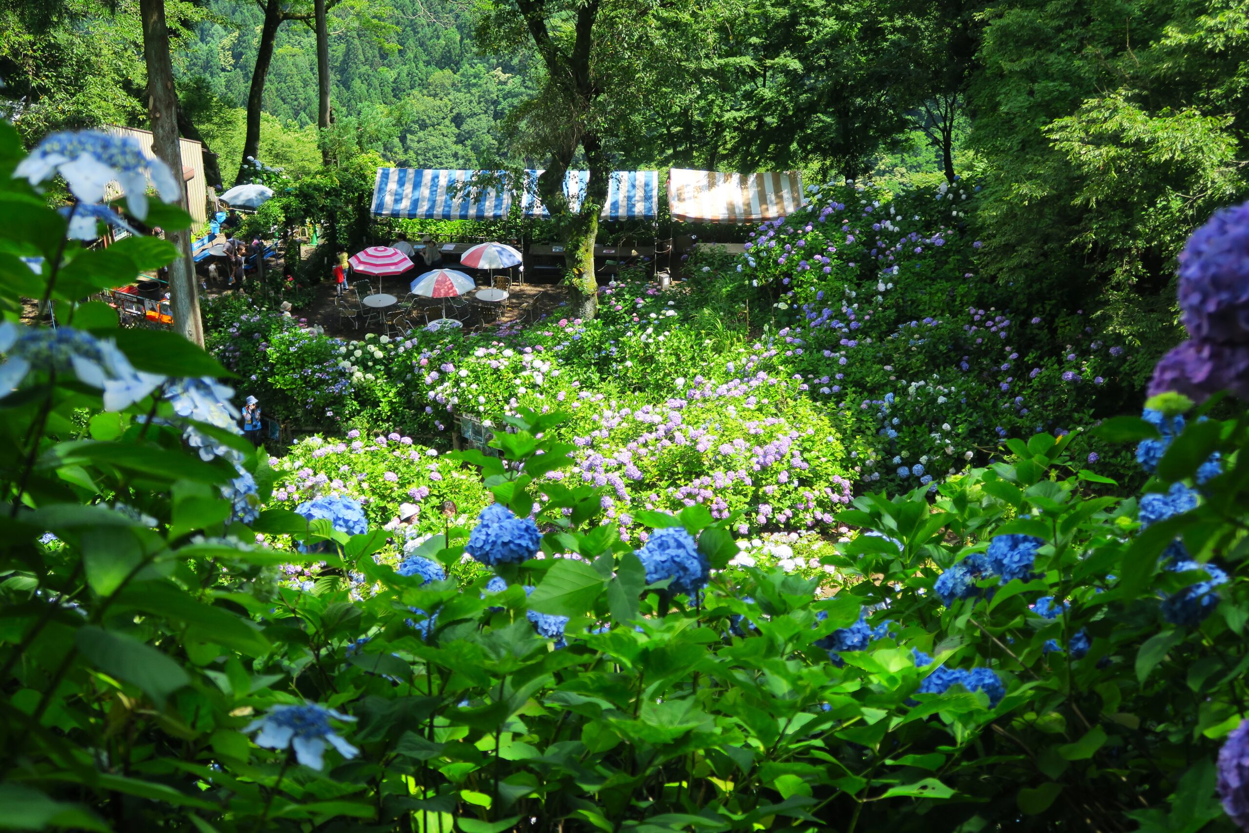 新潟・西山三山｢護摩堂山｣のあじさい園目指す低山ハイキング