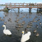 新潟県北部、あれも、これも、いいものいろいろ阿賀北へ