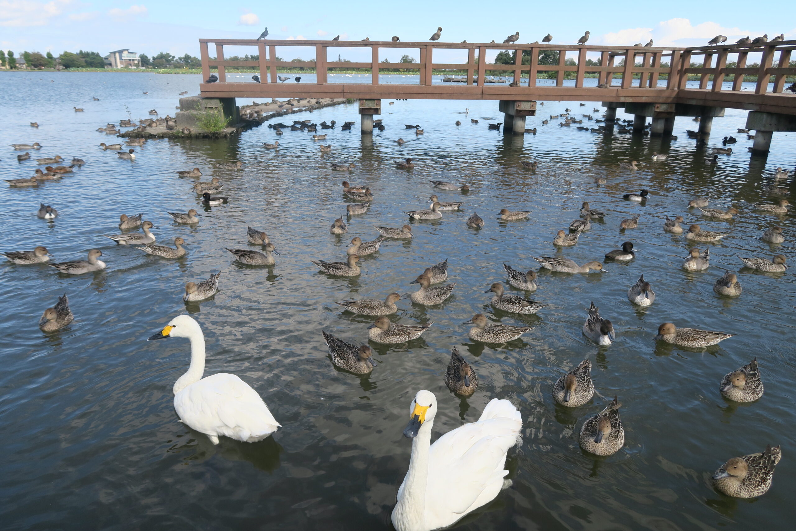 新潟県北部、あれも、これも、いいものいろいろ阿賀北へ