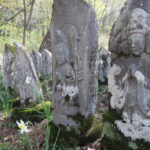 信州小谷/北アルプスを望む牛と歩荷の千国街道・塩の道を歩く