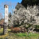 ふくいくたる花と文化の薫る梅の香りに包まれる早春の水戸へ