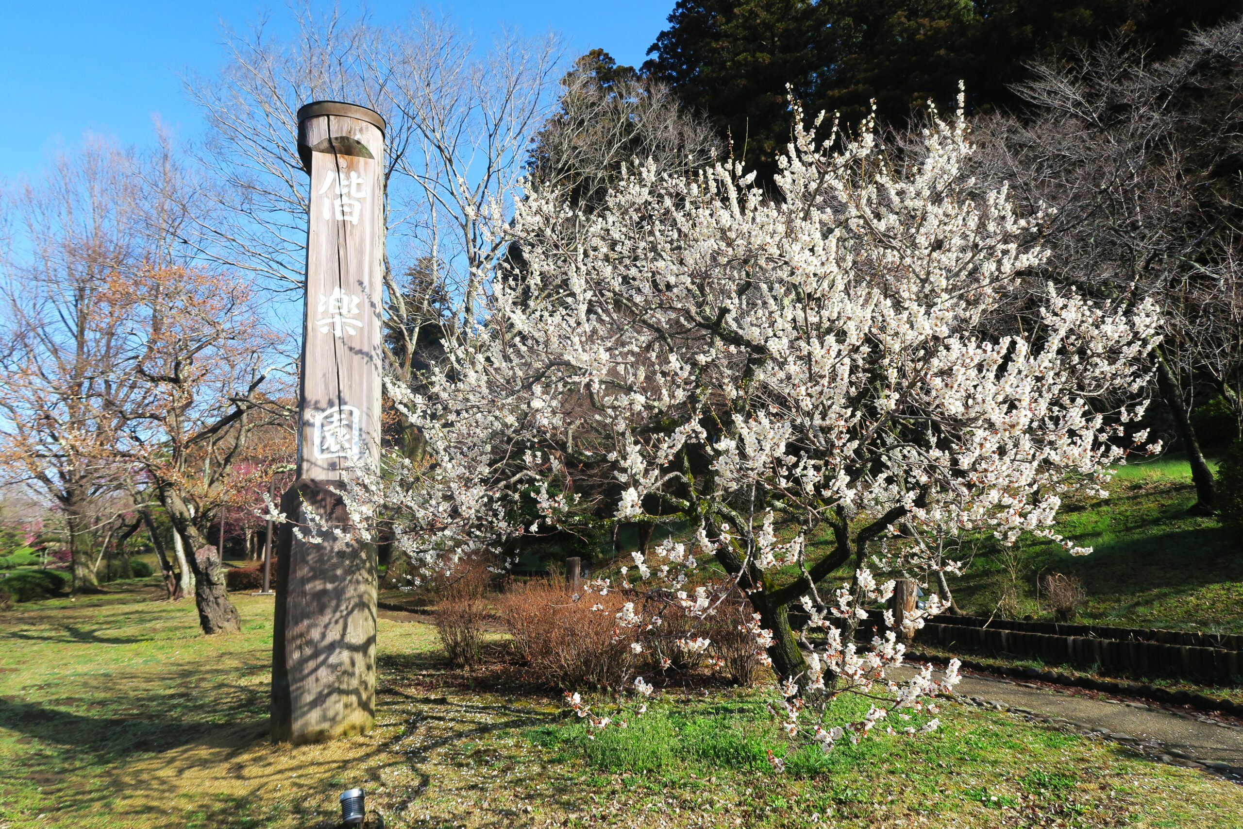 ふくいくたる花と文化の薫る梅の香りに包まれる早春の水戸へ